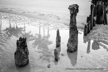 Tide Pool Palms