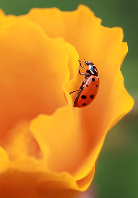 The Lady and the Poppy