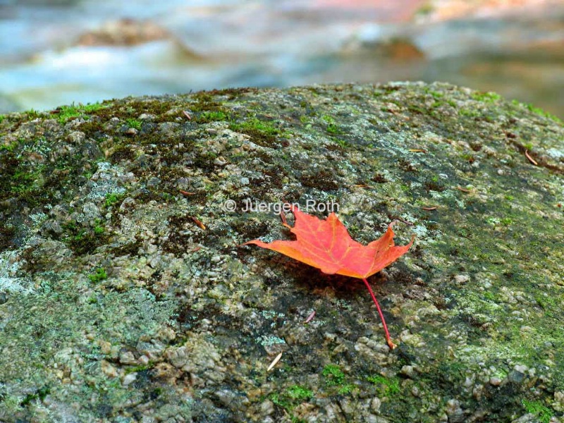 Sabbaday Brook - ID: 13802030 © Juergen Roth