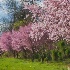 © Elliot Barnathan PhotoID# 13803984: Spring in Philadelphia 16