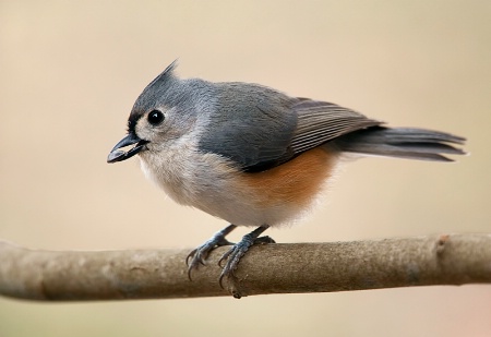 Titmouse