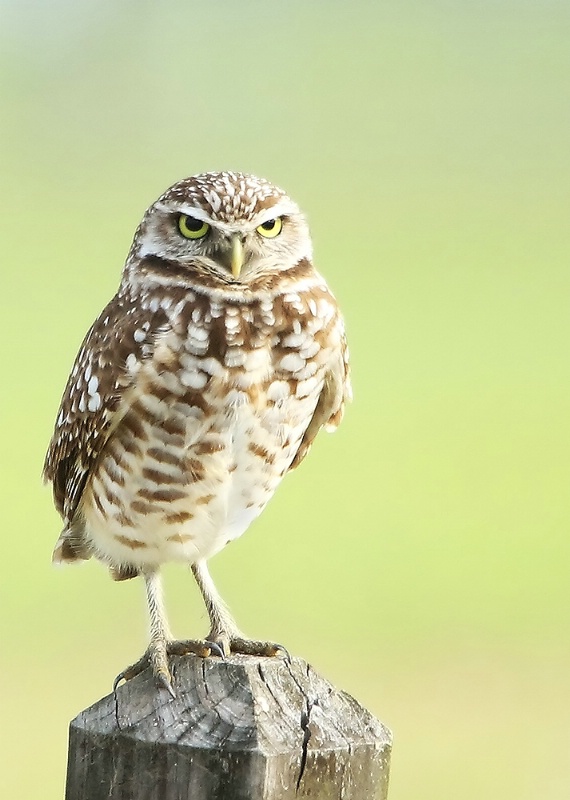 Burrowing Owl