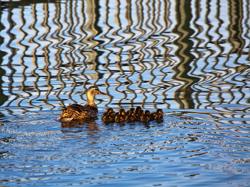 The Ducks