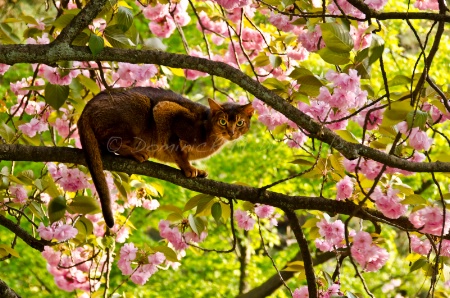 ~ ~ THE CHERRY BLOSSOM CAT ~ ~