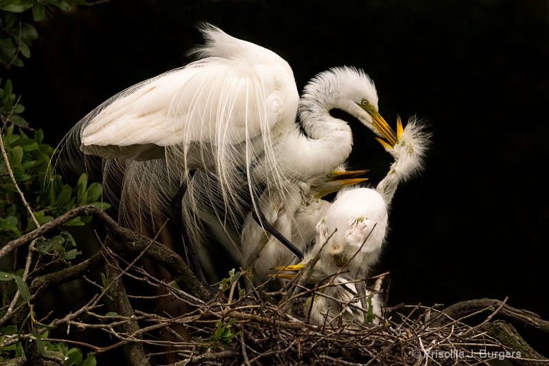 Suppertime at the Rookery