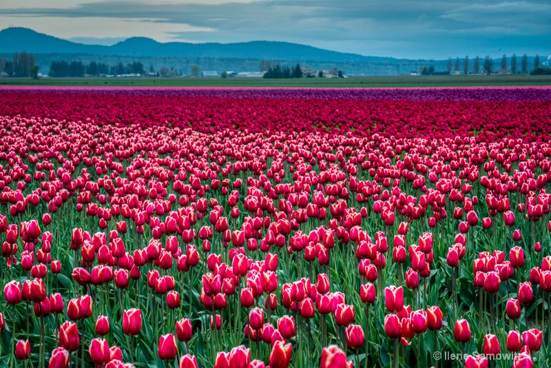 Skagit's Tulips