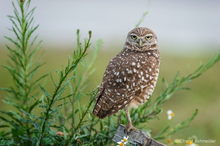 Burrowing Owl 1305