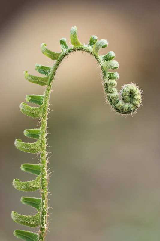 Hook and Ladder - ID: 13828809 © Tammy M. Anderson