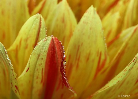 Dahlia & Dewdrops