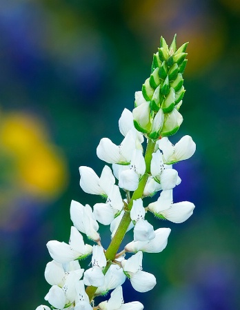 White Lupine