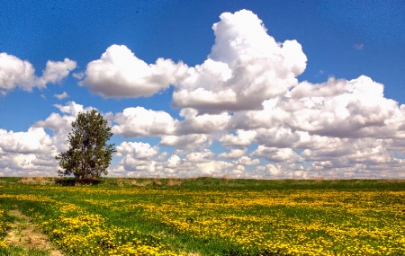 "Spring Day in Alberta, Canada"