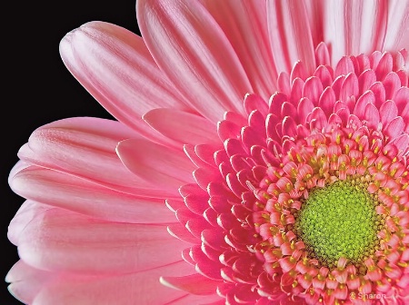 Gerbera Daisy