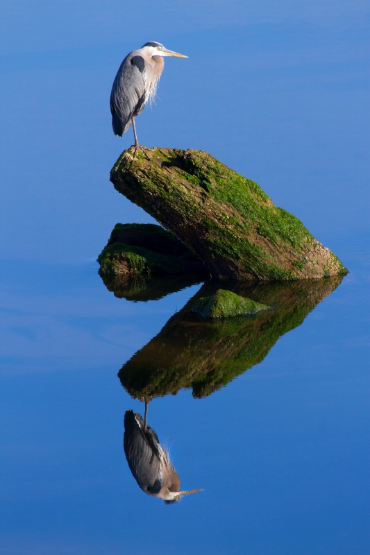 Great Blue Relfection