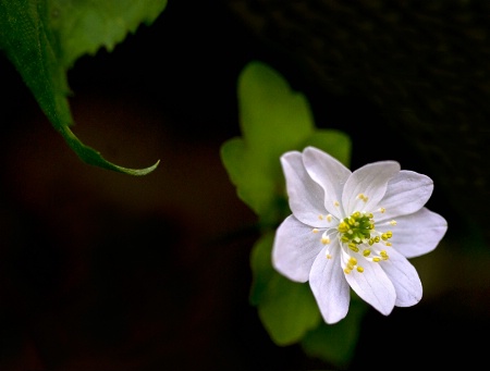 Rue Anemone