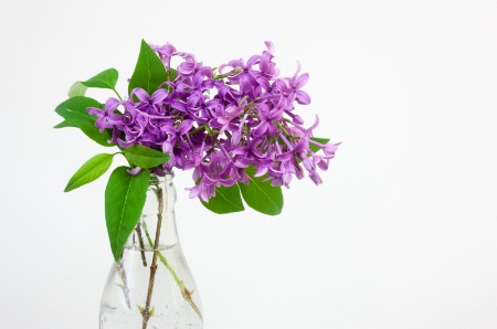 lilacs