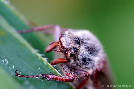 Cock-chafer