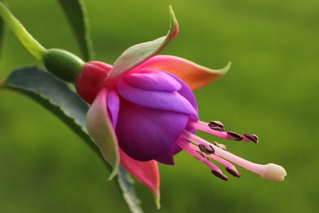 Fuschia