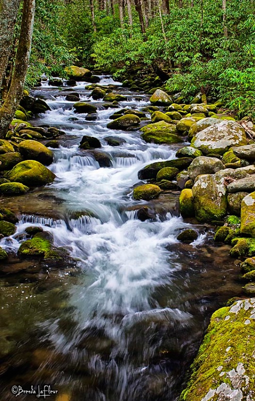 Smokey Mountain National Park - Roaring Fork Area