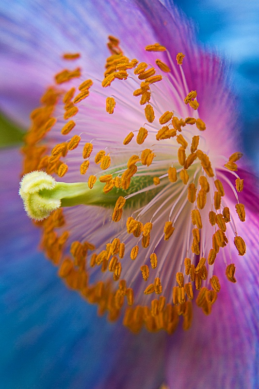 Blue Poppy