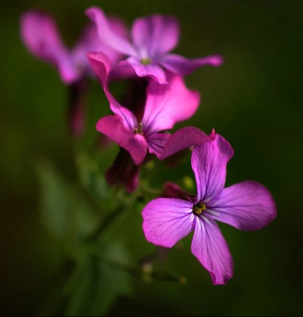 Wildflowers