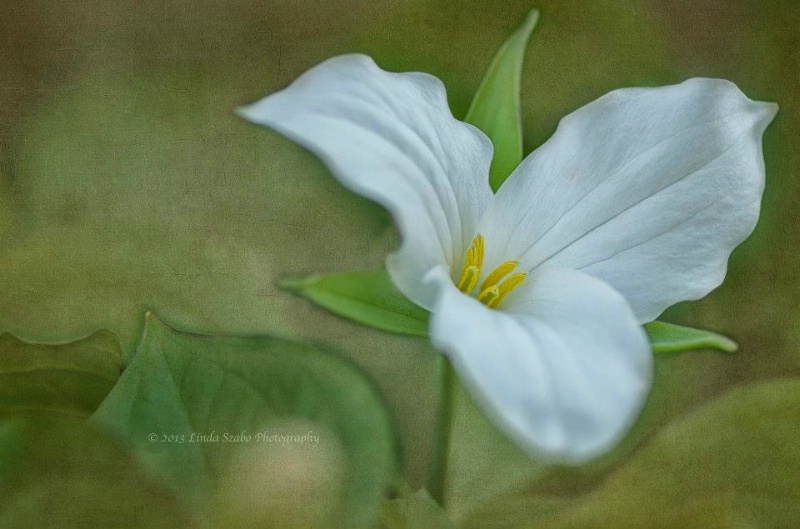 White Trillium