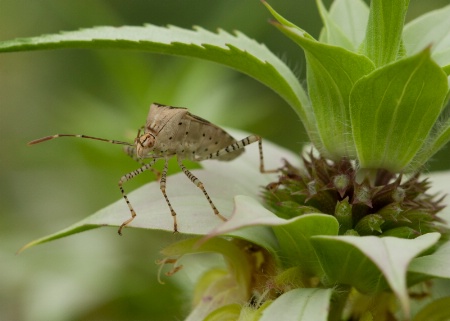 curious little bug