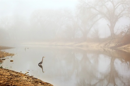 Great Blue Fishing on a Foggy Morning