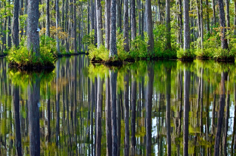 Reflections of Cypress Gardens
