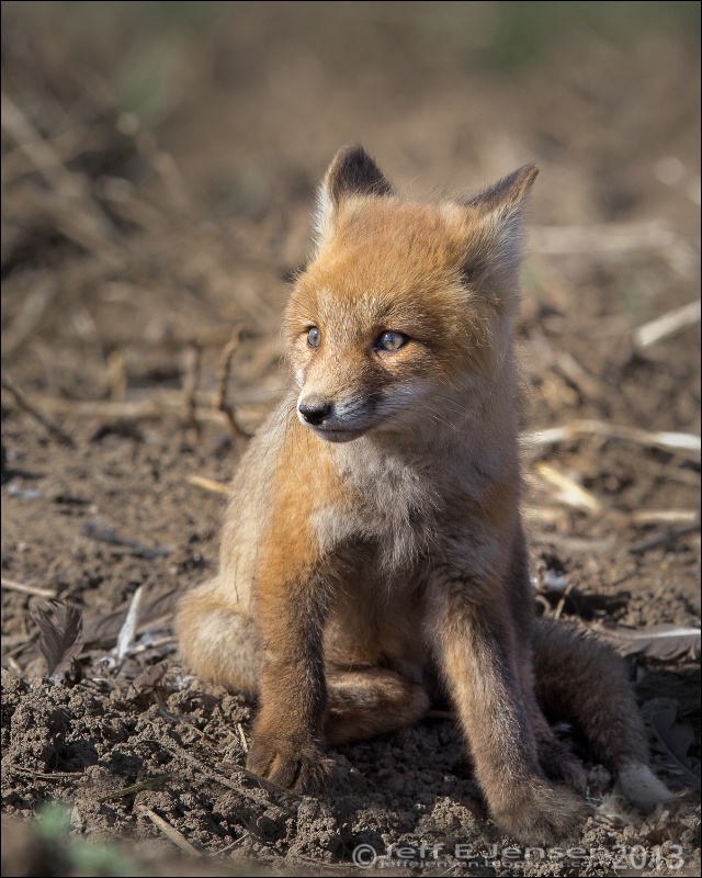 Red Fox Kit