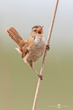 Marsh Wren