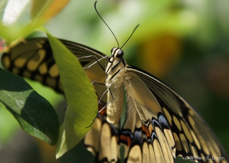 Giant Swallowtail Butterfly Upclose