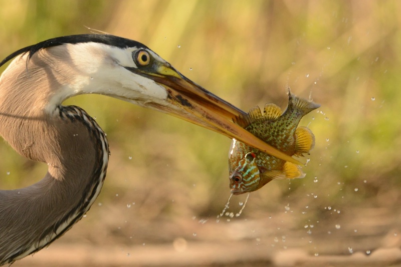 Heron Gets a Sunny