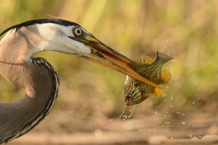 Heron Gets a Sunny