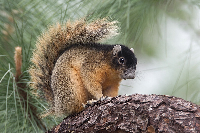 Big Cypress Fox Squirrel