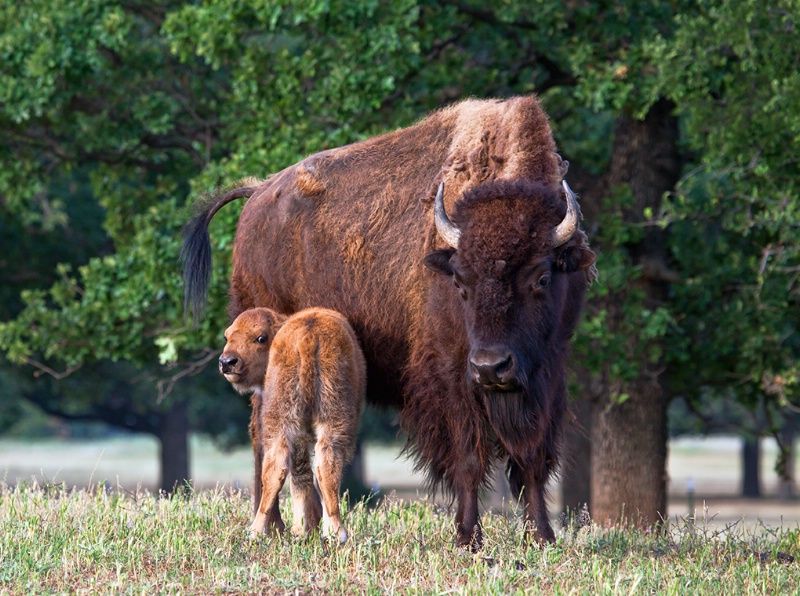 Don't Mess With Mom