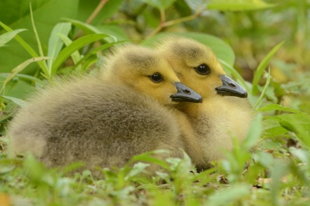 Two Fluff Balls