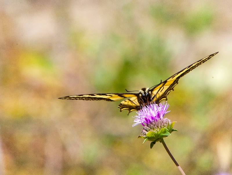 Butterfly on Flower