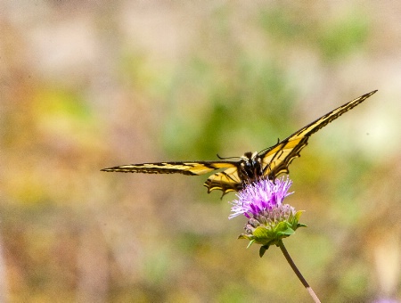 Butterfly on Flower