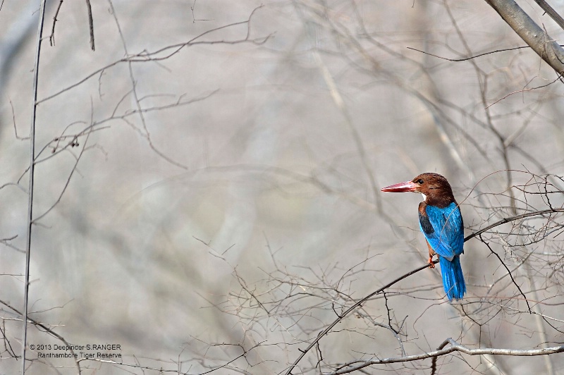 White-throated Kingfisher