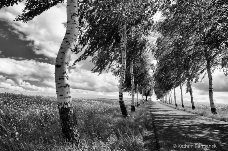 Birch Alley  B/W; near Rochlitz, Saxony/ Germany 