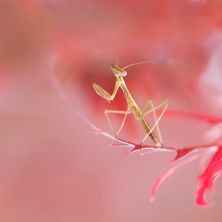 Baby Praying Mantis on a Japanese Maple Leaf