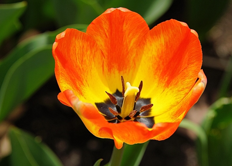 Tulip 2013 12