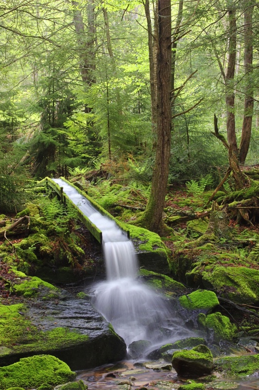 Trough in the Woods