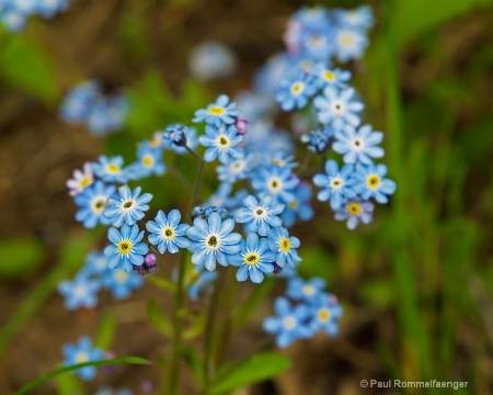 Bouquet