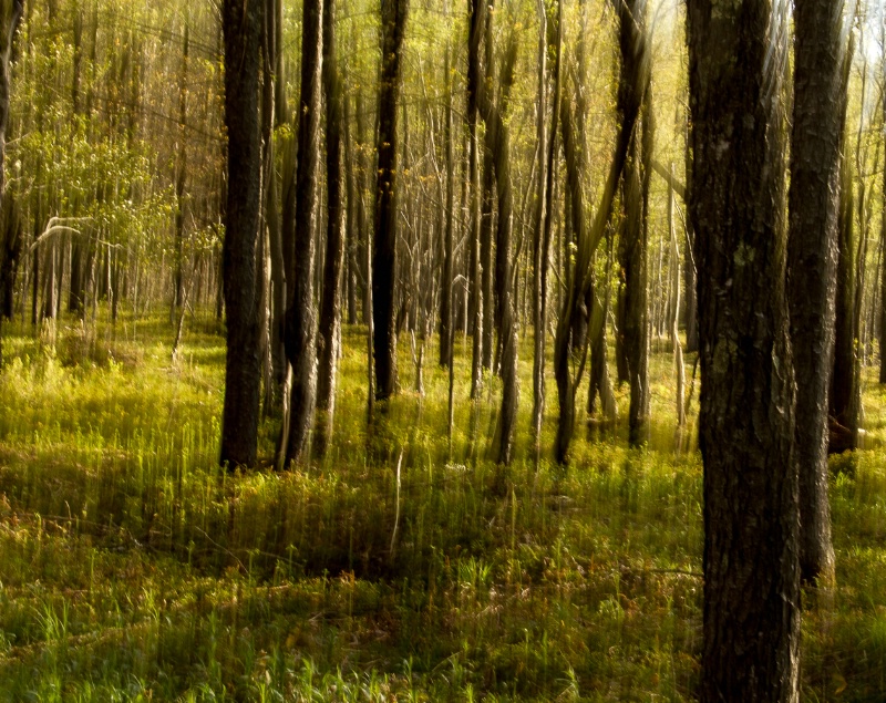 Evening In The Forest