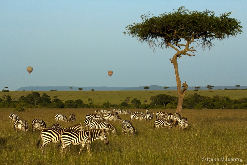 Morning on the Mara