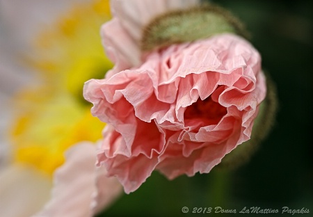 Emerging Iceland Poppy