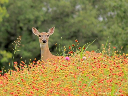 Curiosity