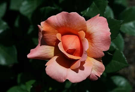 Orange Rose