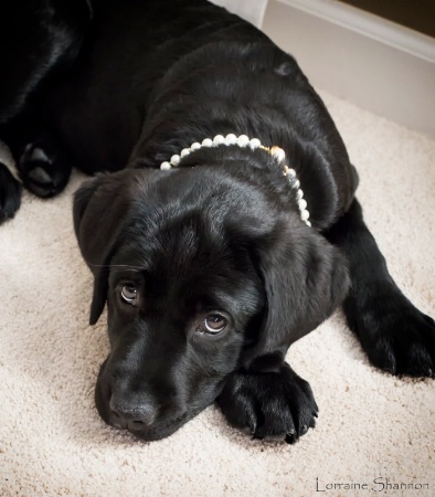 Pretty in Pearls